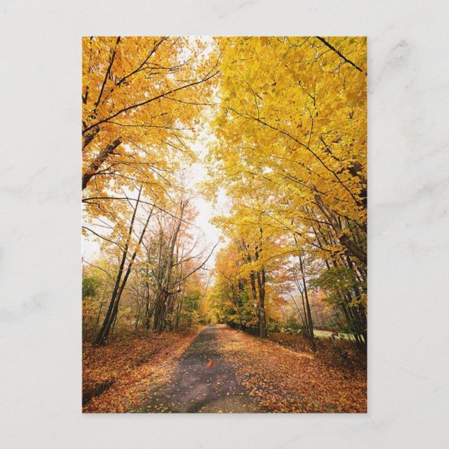 Fall Foliage Walking Path Postcard (Front)