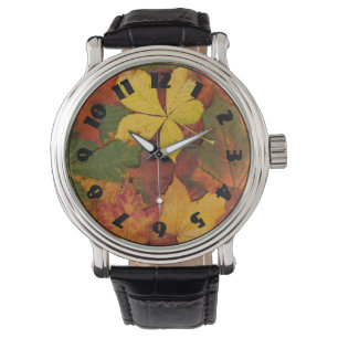 Fall Foliage Watch