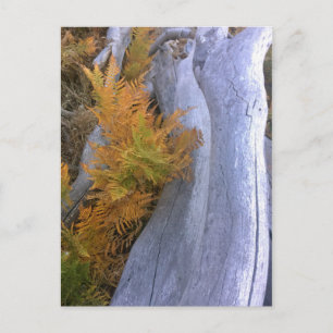 Fall Forest Brackens Postcard