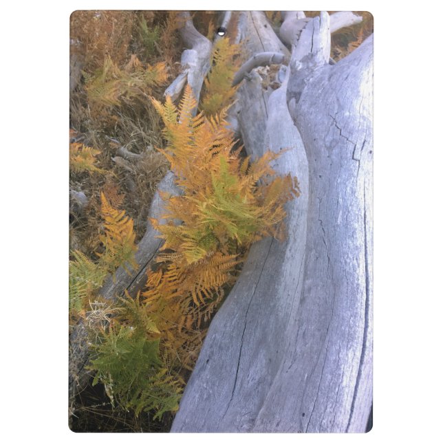 Fall Forest Braken Clipboard (Back)