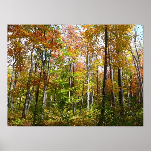 Fall Forest I Autumn Landscape Photography Poster (Front)