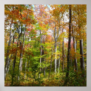 Fall Forest I Autumn Landscape Photography Poster