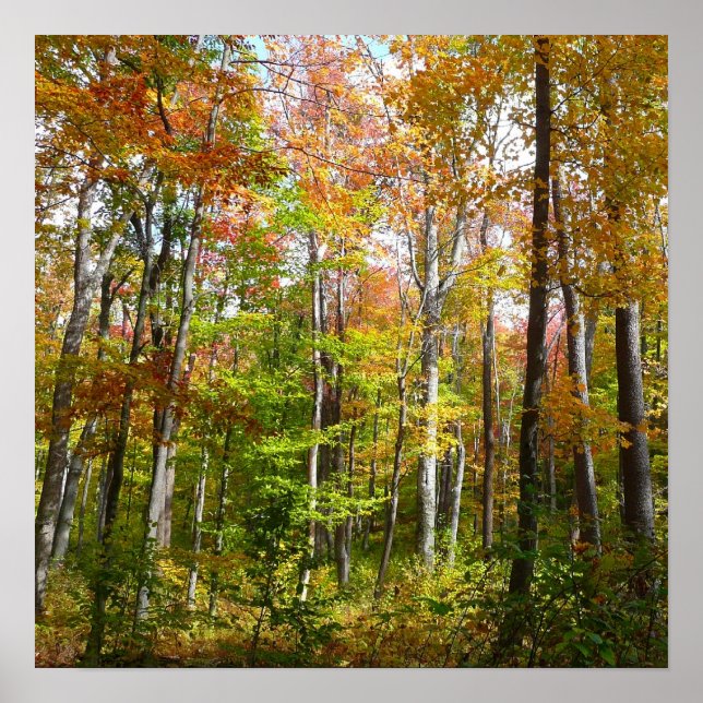 Fall Forest I Autumn Landscape Photography Poster (Front)