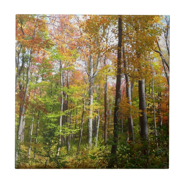 Fall Forest I Autumn Landscape Photography Tile (Front)