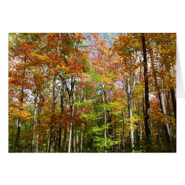 Fall Forest II Autumn Landscape Photography (Front Horizontal)