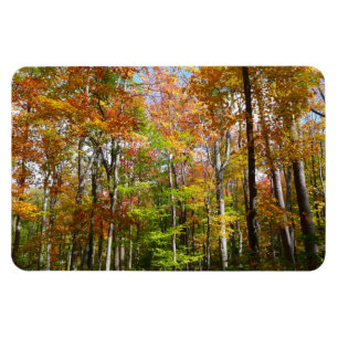Fall Forest II Autumn Landscape Photography Magnet
