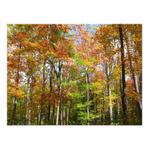 Fall Forest II Autumn Landscape Photography Photo Print