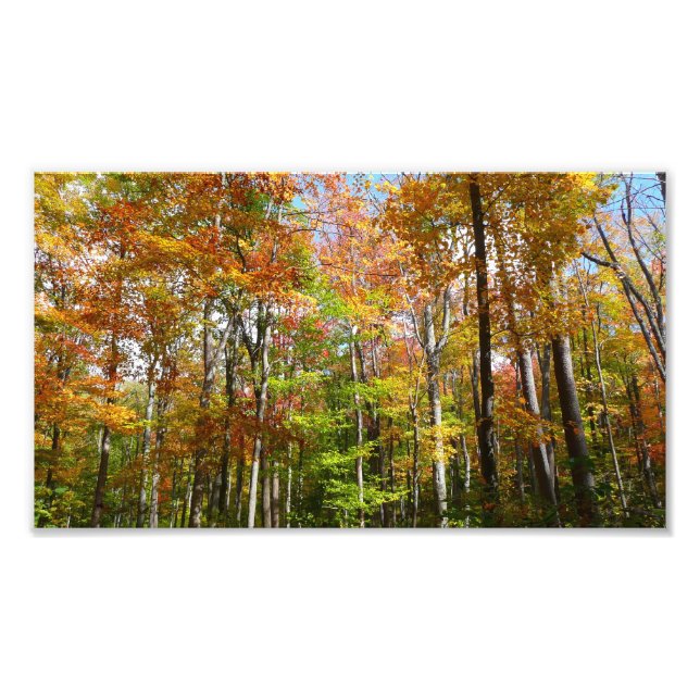 Fall Forest II Autumn Landscape Photography Photo Print (Front)