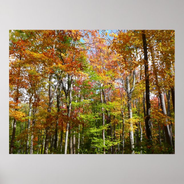 Fall Forest II Autumn Landscape Photography Poster (Front)