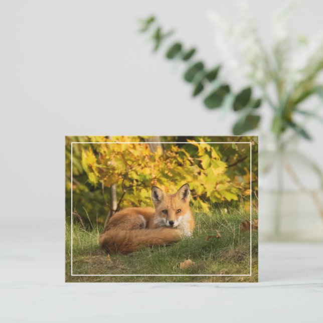 Fall Fox    Postcard (Standing Front)