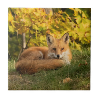 Fall Fox     Tile