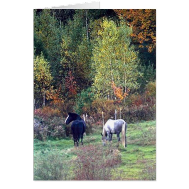 Fall grazing - Pine Ridge Farm Percherons (Front)