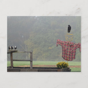Fall Greetings! From the Scarecrow! Postcard