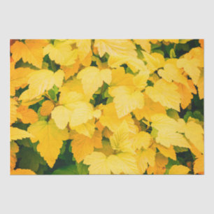 Fall Harvest  Tissue Paper