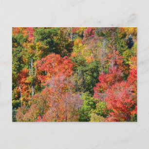 Fall Hillside Colourful Autumn Nature Photography Postcard