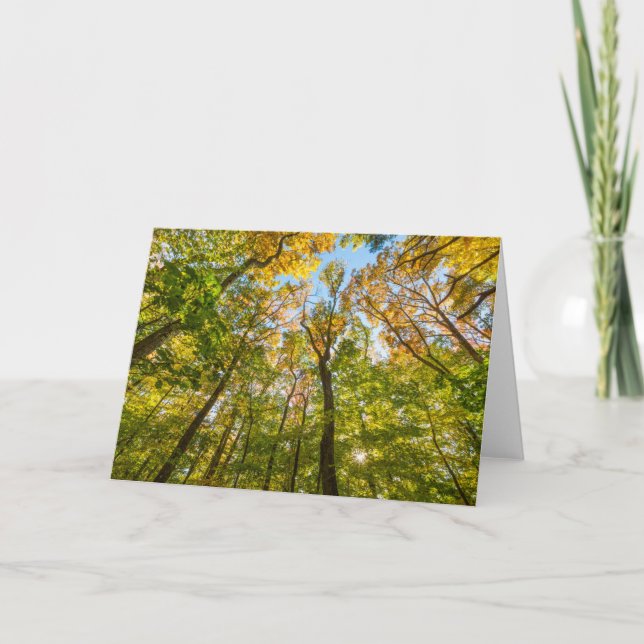 Fall in a Forest in Amesbury, Massachusetts Card (Front)