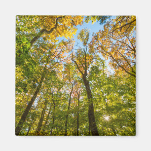 Fall in a Forest in Amesbury, Massachusetts Magnet