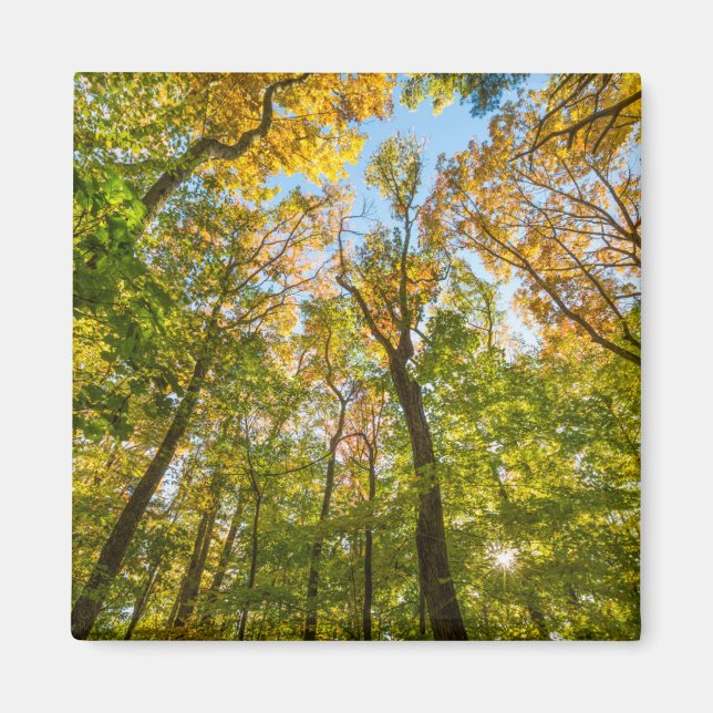 Fall in a Forest in Amesbury, Massachusetts Magnet (Front)