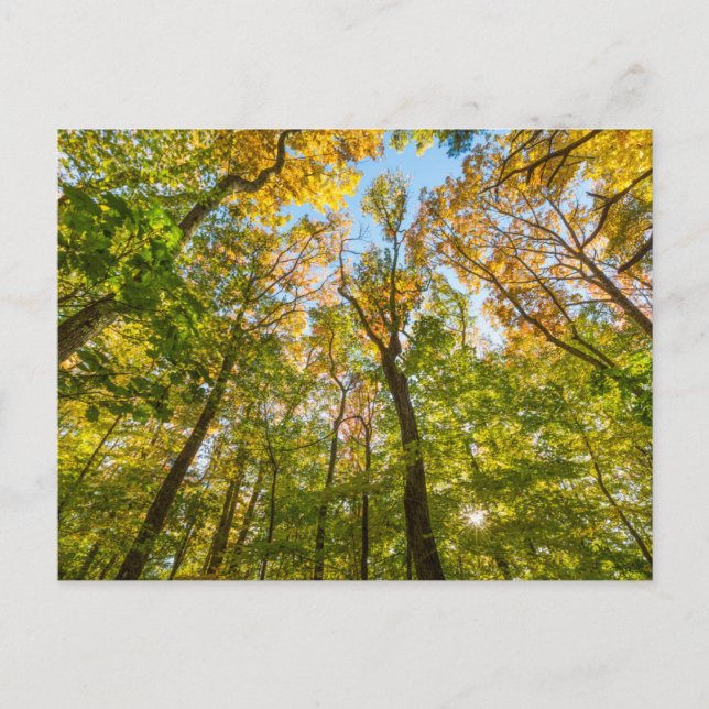 Fall in a Forest in Amesbury, Massachusetts Postcard (Front)