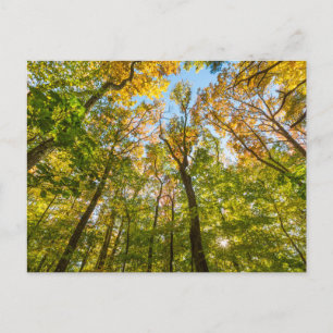 Fall in a Forest in Amesbury, Massachusetts Postcard