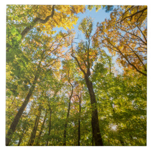 Fall in a Forest in Amesbury, Massachusetts Tile