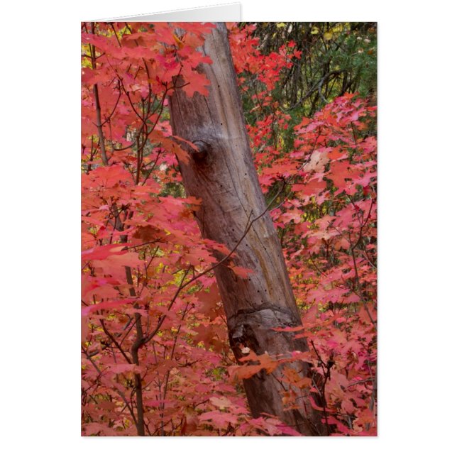 fall in pink in Sedona (Front)