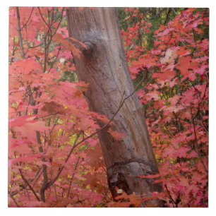 Fall in pink in Sedona Tile