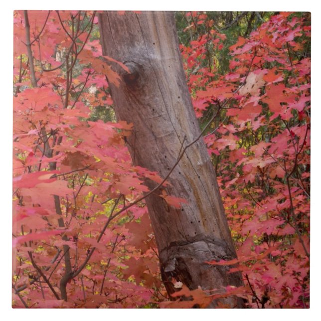 Fall in pink in Sedona Tile (Front)