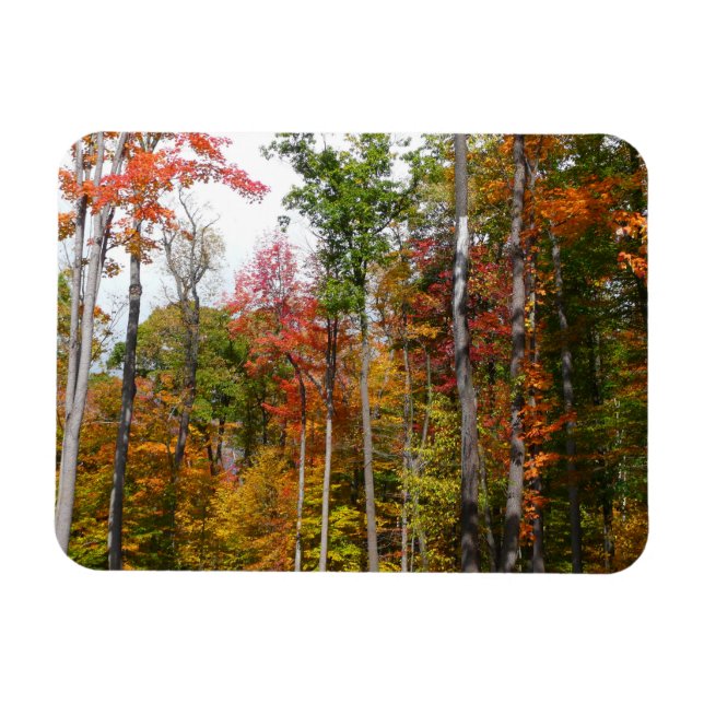 Fall in the Forest Colorful Autumn Photography Magnet (Horizontal)