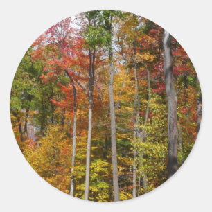 Fall in the Forest Colourful Autumn Photography Classic Round Sticker