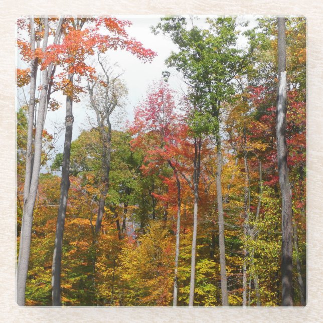 Fall in the Forest Colourful Autumn Photography Glass Coaster (Front)