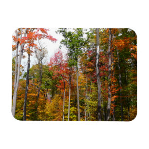 Fall in the Forest Colourful Autumn Photography Magnet