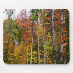 Fall in the Forest Colourful Autumn Photography Mouse Mat