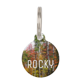 Fall in the Forest Colourful Autumn Photography Pet Tag