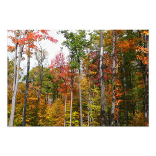 Fall in the Forest Colourful Autumn Photography Photo Print