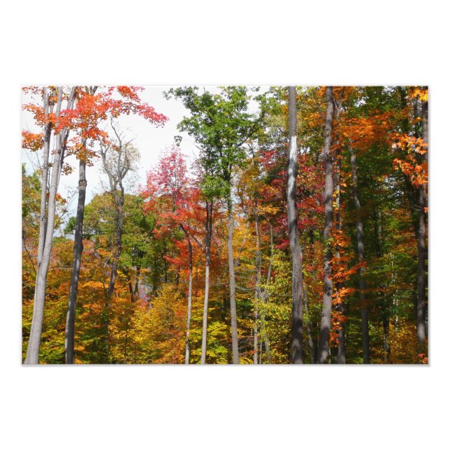 Fall in the Forest Colourful Autumn Photography Photo Print (Front)