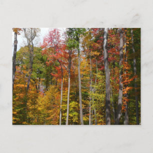 Fall in the Forest Colourful Autumn Photography Postcard