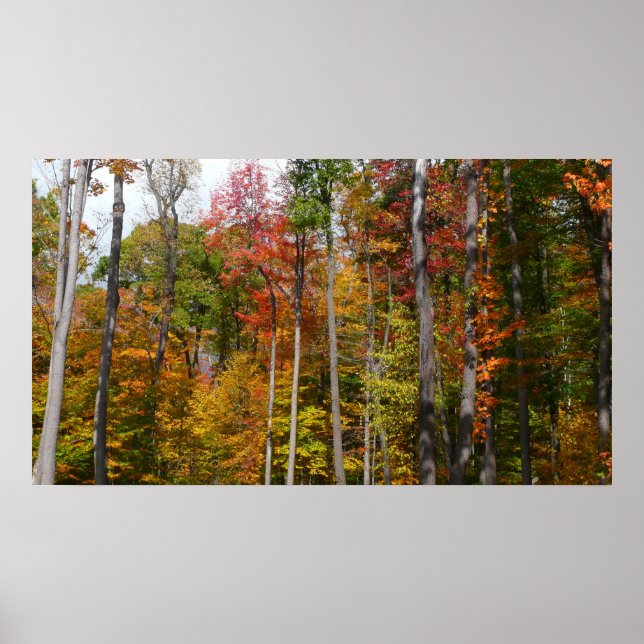 Fall in the Forest Colourful Autumn Photography Poster (Front)