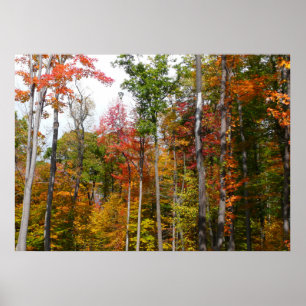 Fall in the Forest Colourful Autumn Photography Poster