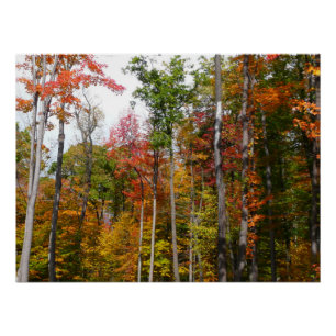 Fall in the Forest Colourful Autumn Photography Poster