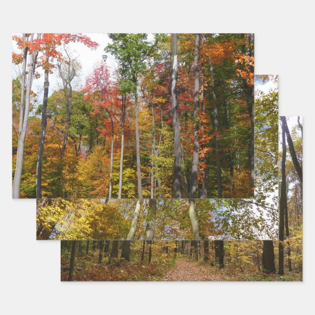 Fall in the Forest Colourful Autumn Photography Wrapping Paper Sheet (Set)