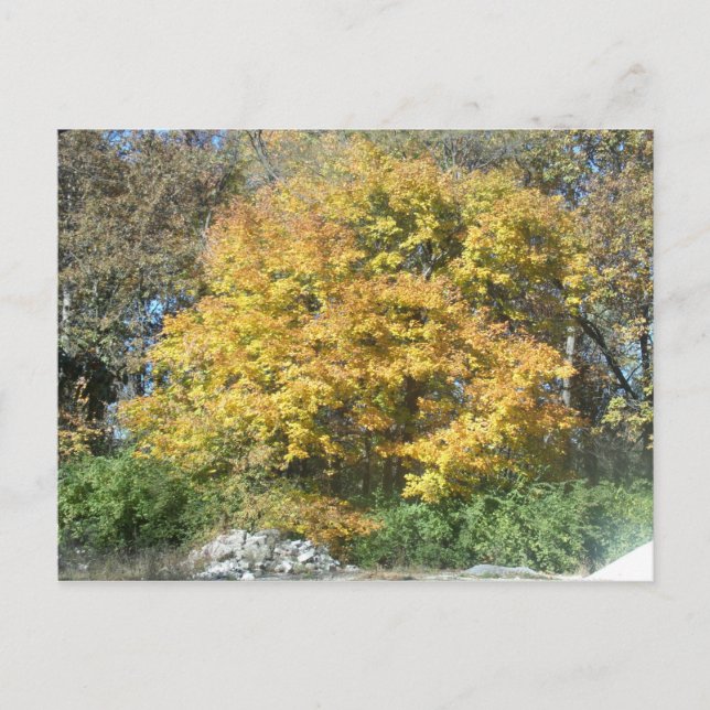 Fall in the Midwest Postcard (Front)
