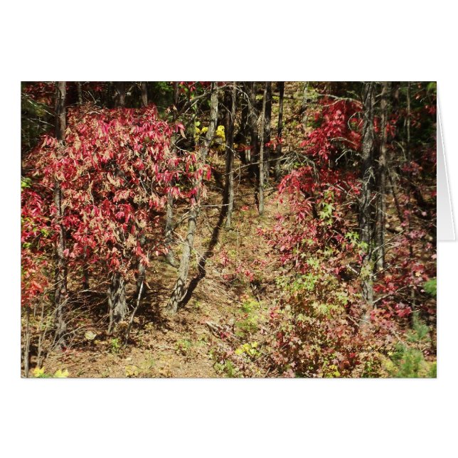 Fall in the Smokies (Front Horizontal)