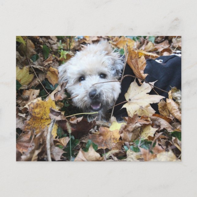 Fall into fall postcard (Front)