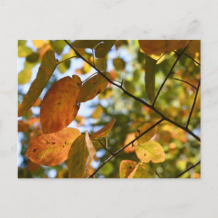 Fall Leaf Autumn Leaves Sky Nature Photography Postcard