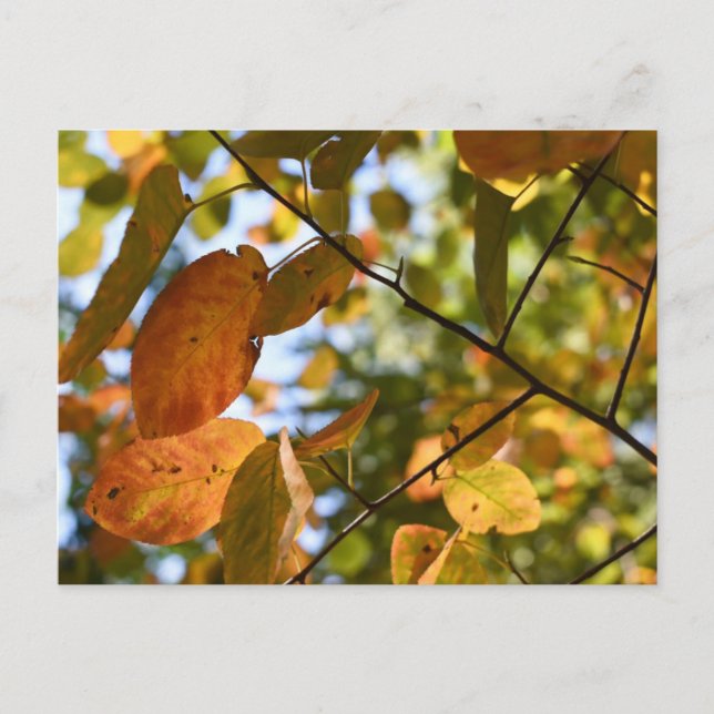 Fall Leaf Autumn Leaves Sky Nature Photography Postcard (Front)