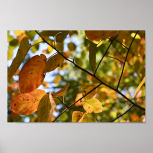 Fall Leaf Autumn Leaves Sky Nature Photography Poster