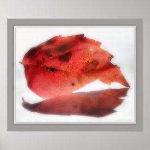 Fall Leaf Reflected Print -24x20 -other sizes also