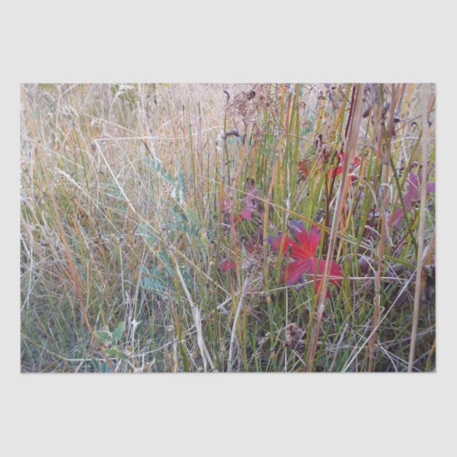 Fall Leaf Tissue Paper (Front)