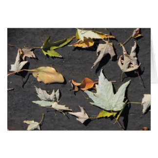 Fall Leaves 1